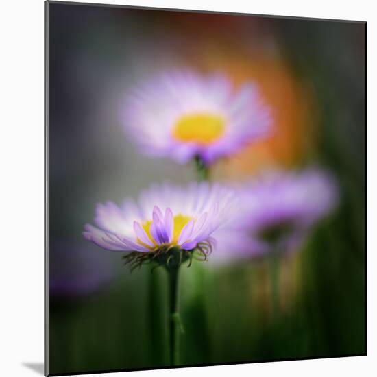 Aster-Ursula Abresch-Mounted Photographic Print