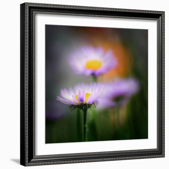 Aster-Ursula Abresch-Framed Photographic Print