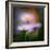 Aster-Ursula Abresch-Framed Photographic Print