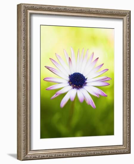 Aster-Angela Drury-Framed Photographic Print