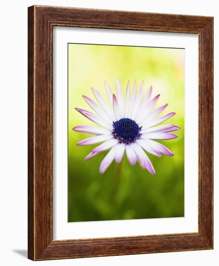 Aster-Angela Drury-Framed Photographic Print