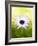 Aster-Angela Drury-Framed Photographic Print