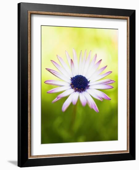 Aster-Angela Drury-Framed Photographic Print