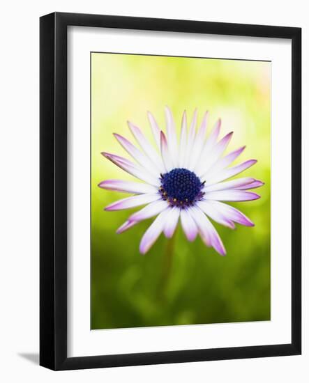 Aster-Angela Drury-Framed Photographic Print