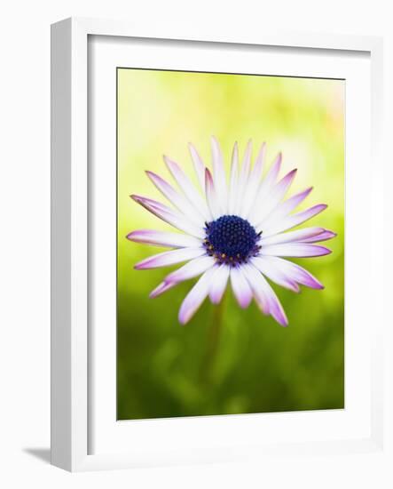 Aster-Angela Drury-Framed Photographic Print