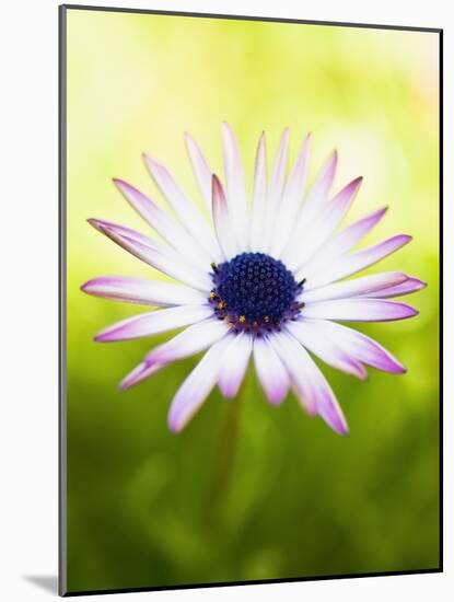 Aster-Angela Drury-Mounted Photographic Print