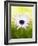 Aster-Angela Drury-Framed Photographic Print