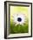 Aster-Angela Drury-Framed Photographic Print