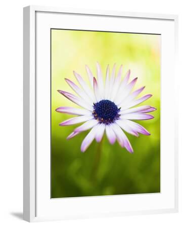 ‘Aster’ Photographic Print - Angela Drury | Art.com