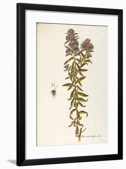 Asteraceae or Compositae-null-Framed Giclee Print