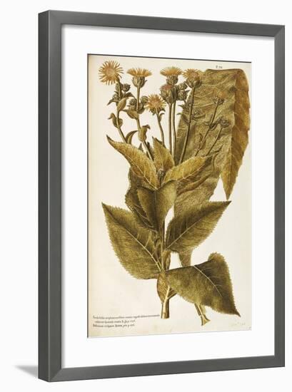 Asteraceae or Compositae-null-Framed Giclee Print