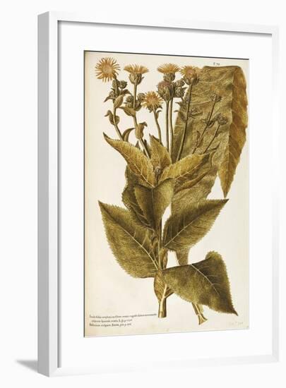 Asteraceae or Compositae-null-Framed Giclee Print