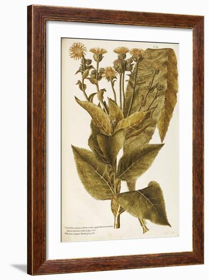 Asteraceae or Compositae-null-Framed Giclee Print