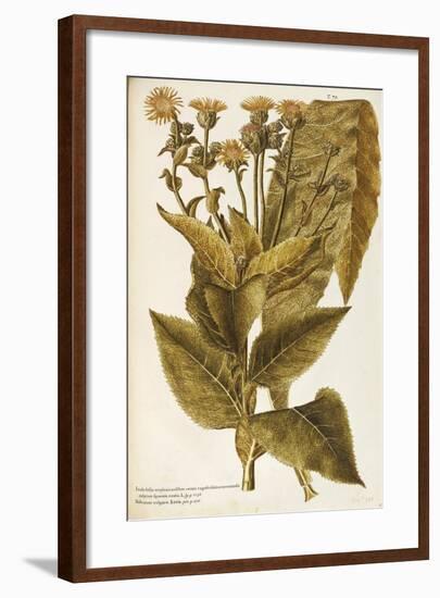 Asteraceae or Compositae-null-Framed Giclee Print