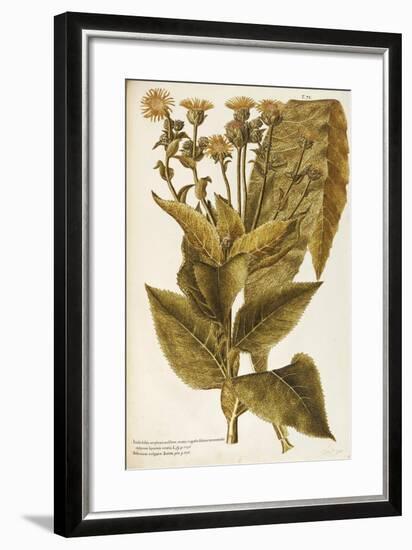 Asteraceae or Compositae-null-Framed Giclee Print
