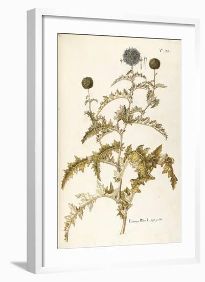 Asteraceae or Compositae-null-Framed Giclee Print