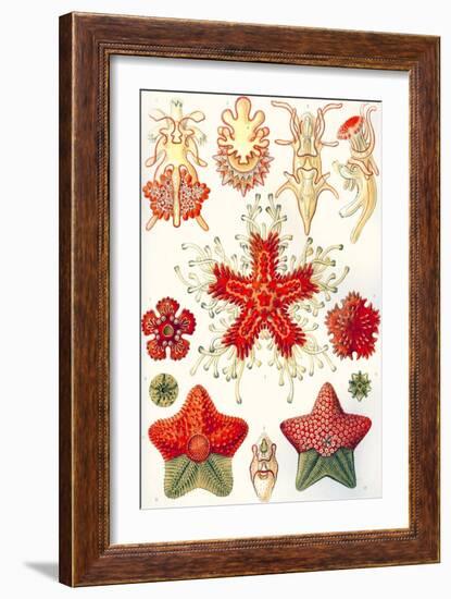 Asteridea 'Kunstformen Der Natur', 1899-Ernst Haeckel-Framed Giclee Print