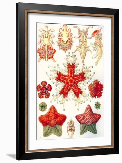 Asteridea 'Kunstformen Der Natur', 1899-Ernst Haeckel-Framed Giclee Print