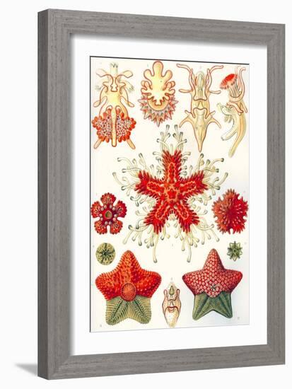 Asteridea 'Kunstformen Der Natur', 1899-Ernst Haeckel-Framed Premium Giclee Print