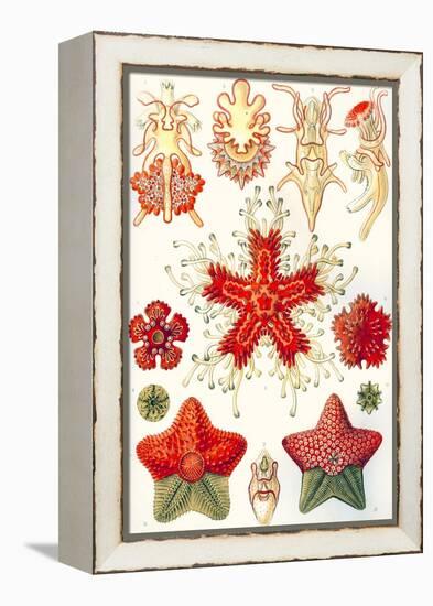 Asteridea 'Kunstformen Der Natur', 1899-Ernst Haeckel-Framed Premier Image Canvas