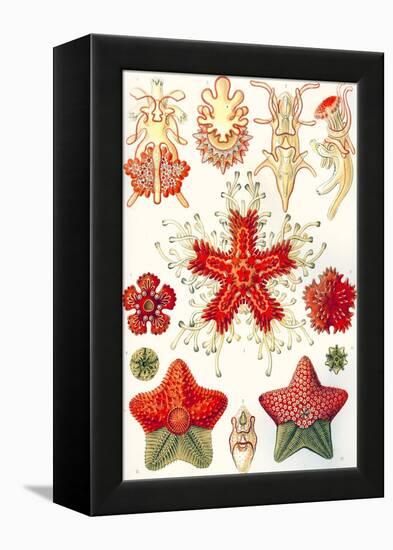 Asteridea 'Kunstformen Der Natur', 1899-Ernst Haeckel-Framed Premier Image Canvas