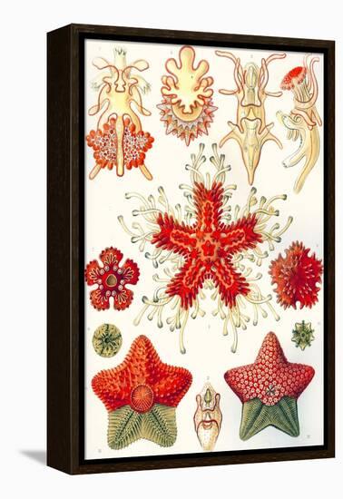 Asteridea 'Kunstformen Der Natur', 1899-Ernst Haeckel-Framed Premier Image Canvas