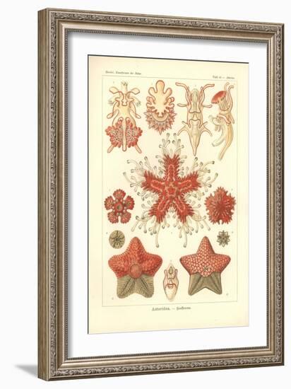 Asteridea - Sea Star, Pl.40. from 'Kunstformen Der Natur', Engraved by Adolf Giltsch, Published…-Ernst Haeckel-Framed Giclee Print