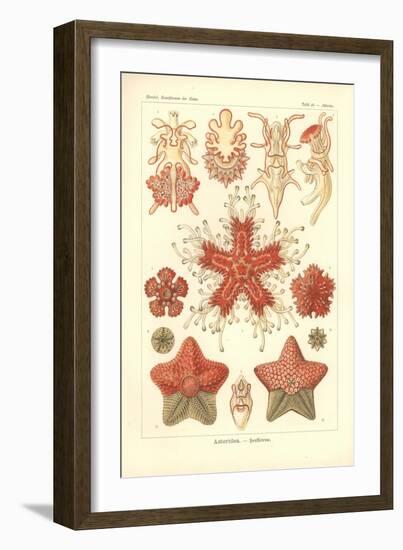 Asteridea - Sea Star, Pl.40. from 'Kunstformen Der Natur', Engraved by Adolf Giltsch, Published…-Ernst Haeckel-Framed Giclee Print