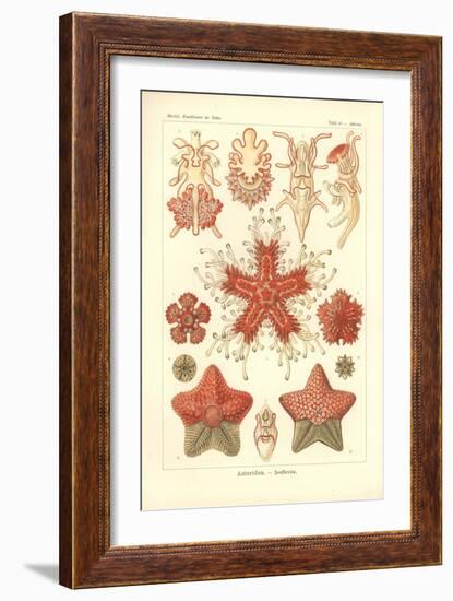 Asteridea - Sea Star, Pl.40. from 'Kunstformen Der Natur', Engraved by Adolf Giltsch, Published…-Ernst Haeckel-Framed Giclee Print