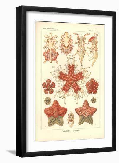 Asteridea - Sea Star, Pl.40. from 'Kunstformen Der Natur', Engraved by Adolf Giltsch, Published…-Ernst Haeckel-Framed Giclee Print