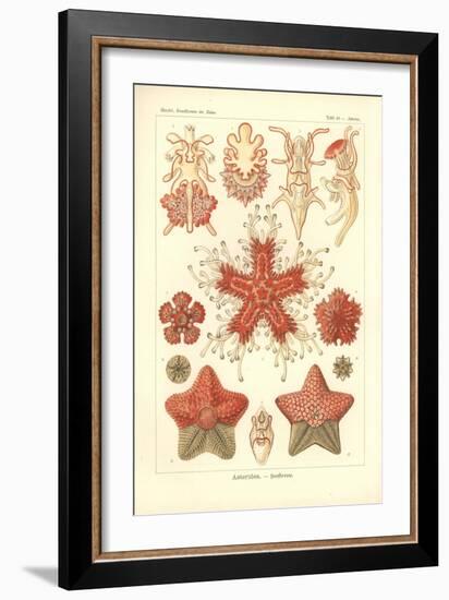 Asteridea - Sea Star, Pl.40. from 'Kunstformen Der Natur', Engraved by Adolf Giltsch, Published…-Ernst Haeckel-Framed Giclee Print