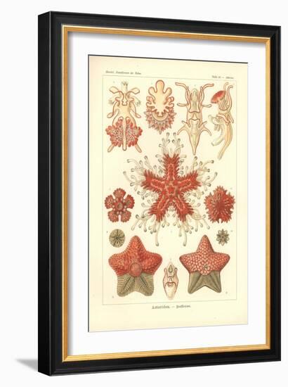 Asteridea - Sea Star, Pl.40. from 'Kunstformen Der Natur', Engraved by Adolf Giltsch, Published…-Ernst Haeckel-Framed Giclee Print