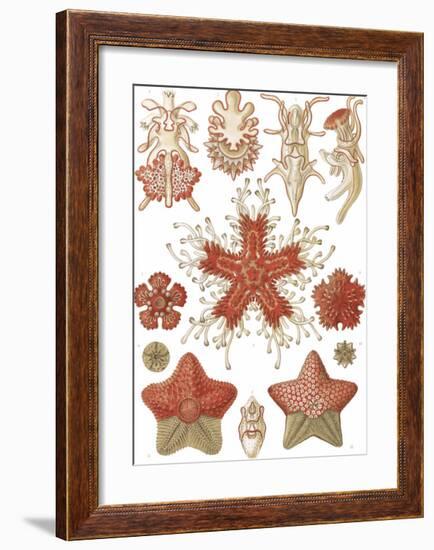 Asteridea Seesterne-Ernst Haeckel-Framed Art Print