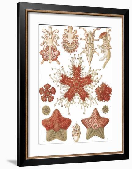 Asteridea Seesterne-Ernst Haeckel-Framed Art Print