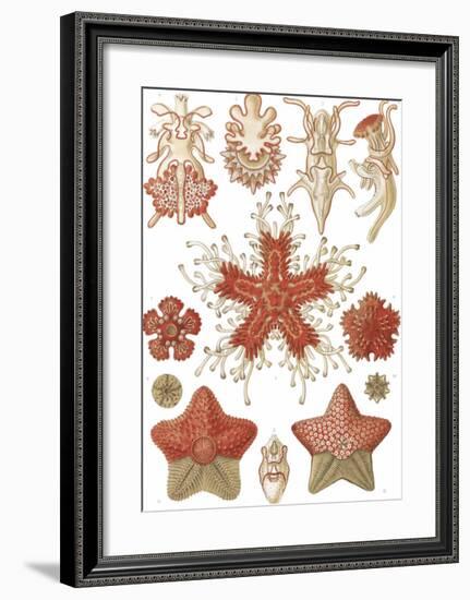 Asteridea Seesterne-Ernst Haeckel-Framed Art Print