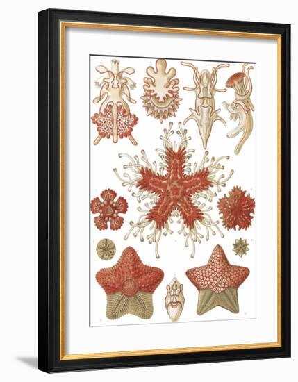 Asteridea Seesterne-Ernst Haeckel-Framed Art Print