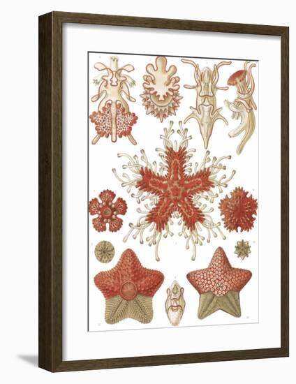 Asteridea Seesterne-Ernst Haeckel-Framed Art Print
