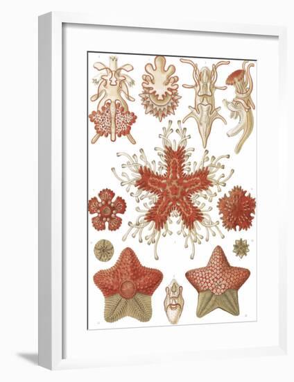 Asteridea Seesterne-Ernst Haeckel-Framed Art Print