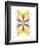 Asterisk-Adrienne Wong-Framed Giclee Print