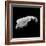 Asteroid 243 Ida-Stocktrek Images-Framed Photographic Print