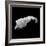 Asteroid 243 Ida-Stocktrek Images-Framed Photographic Print