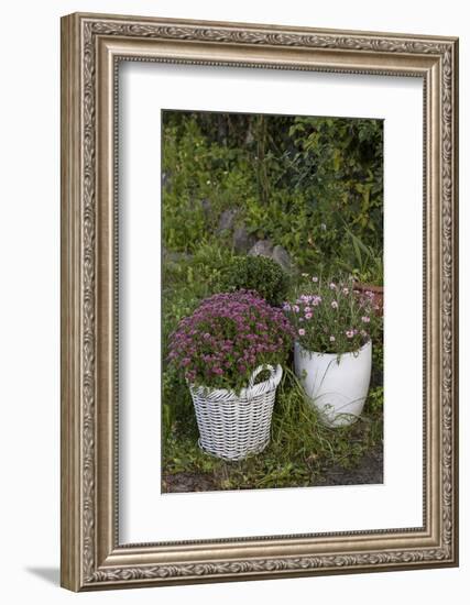 Asters in the Pot-Andrea Haase-Framed Photographic Print