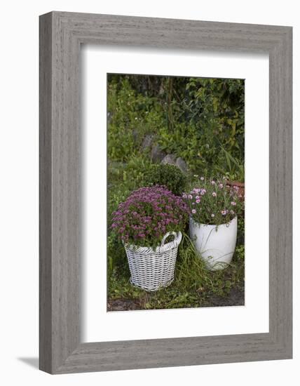 Asters in the Pot-Andrea Haase-Framed Photographic Print