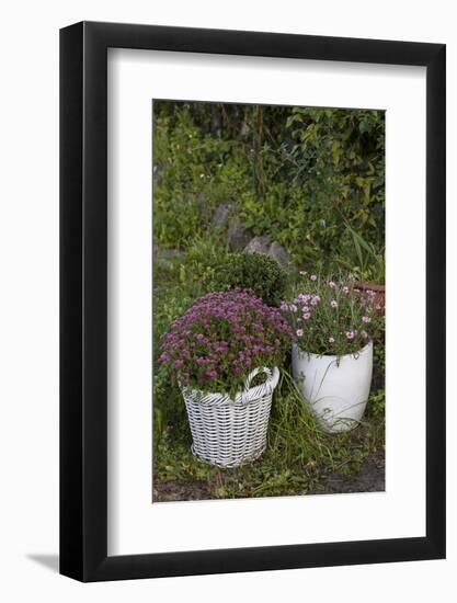 Asters in the Pot-Andrea Haase-Framed Photographic Print