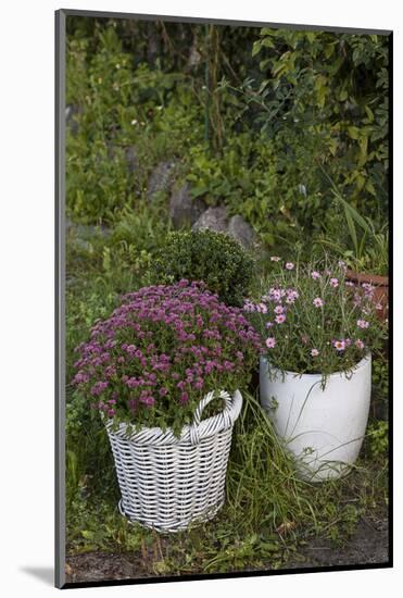 Asters in the Pot-Andrea Haase-Mounted Photographic Print