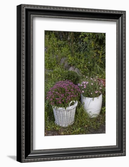 Asters in the Pot-Andrea Haase-Framed Photographic Print