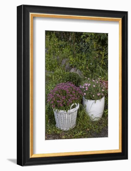 Asters in the Pot-Andrea Haase-Framed Photographic Print