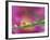 Asters in Water Droplets-Adam Jones-Framed Photographic Print