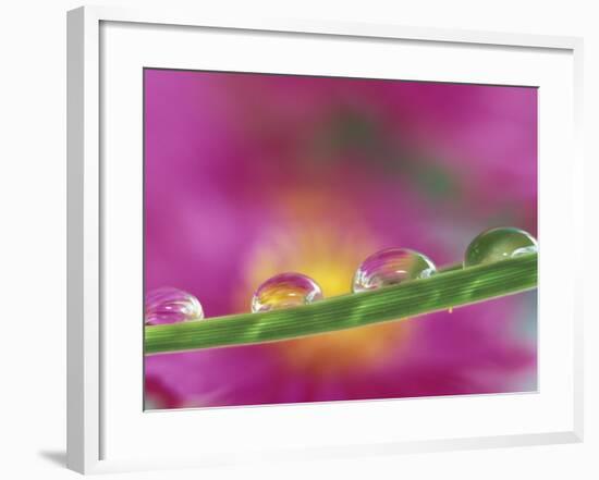 Asters in Water Droplets-Adam Jones-Framed Photographic Print