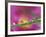 Asters in Water Droplets-Adam Jones-Framed Photographic Print